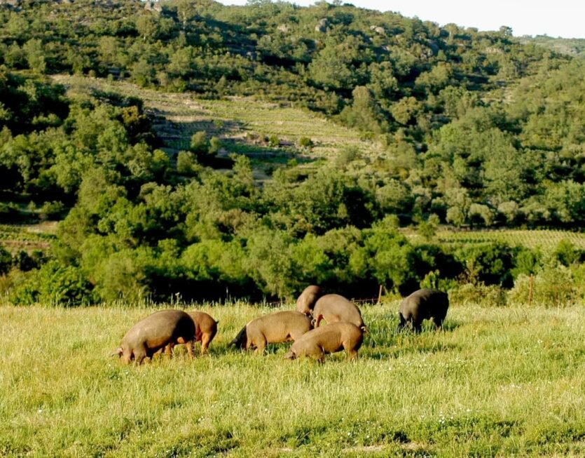 Cerditos de ecommerce ibericos el valle